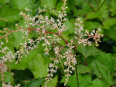 Astilbe simplicifolia 'Praecox Alba' bestellen